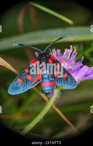 Zygaena ephialtes famille Zygaenidae genre Zygaena Burnet papillon nature sauvage photographie d'insectes, image, papier peint Banque D'Images