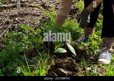 Gros plan d'une main de femmes plantant un jeune châtaignier planant dans une prairie un jour de printemps ensoleillé, concept de reforestation Banque D'Images