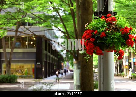 Tokyo Street View une scène du début de l'été de Marunouchi Nakadori Street avec des fleurs de ranoncule rouge vif ornant les lampadaires Banque D'Images