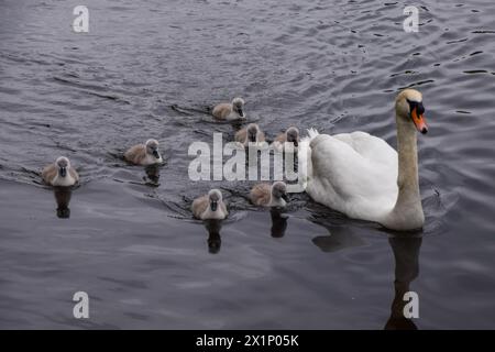 Londres, Royaume-Uni. 14 mai 2021. Un cygne muet et ses cygnets dans un lac de parc. Crédit : Vuk Valcic/Alamy Banque D'Images