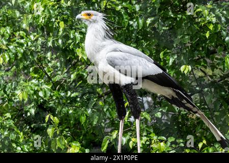 Oiseau secrétaire (Sagittarius serpentarius), un oiseau de proie endémique de l'Afrique, au zoo de Birmingham à Birmingham, Alabama. (ÉTATS-UNIS) Banque D'Images