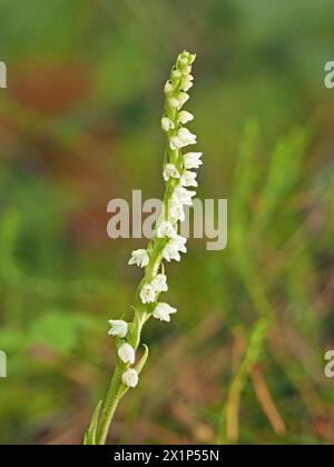 Petites fleurs blanches sur le pic de fleurs de Creeping Ladies Tresses (Goodyera repens) orchidée aka nain Rattlesnake plantain / Lesser Rattlesnake plantain aux États-Unis Banque D'Images