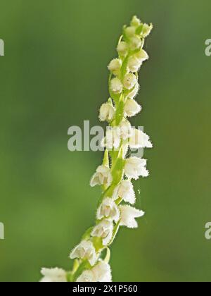 Petites fleurs blanches sur le pic de fleurs de Creeping Ladies Tresses (Goodyera repens) orchidée aka nain Rattlesnake plantain / Lesser Rattlesnake plantain aux États-Unis Banque D'Images