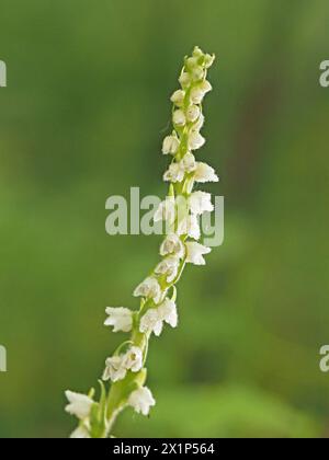 Petites fleurs blanches sur le pic de fleurs de Creeping Ladies Tresses (Goodyera repens) orchidée aka nain Rattlesnake plantain / Lesser Rattlesnake plantain aux États-Unis Banque D'Images