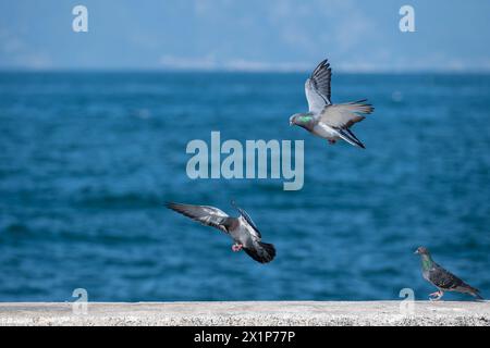 Colombes volant au-dessus de la mer, fond de ciel bleu. Banque D'Images