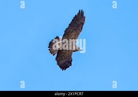 Gros plan d'un faucon de Swainson adulte, planant dans les airs avec des ailes déployées et des plumes de queue en éventail contre un ciel bleu. Banque D'Images