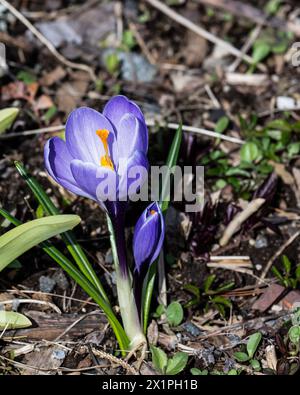 Fleurs de crocus, crocus sativus, poussant sur le sol forestier au début du printemps dans les montagnes Adirondack, NY Banque D'Images