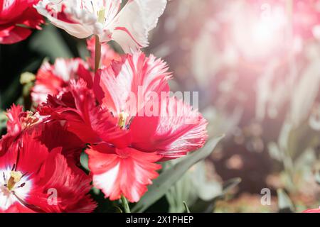 Une variété de fleurs rouges et blanches, y compris des pétales roses, créent un spectacle magnifique dans le jardin. Ces plantes terrestres ajoutent une couleur vibrante à la Banque D'Images