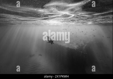 Une tortue de mer verte plonge sous la surface de l'océan dans les eaux hawaïennes claires et tranquilles tandis que les rayons du soleil illuminent la scène, en BW Banque D'Images