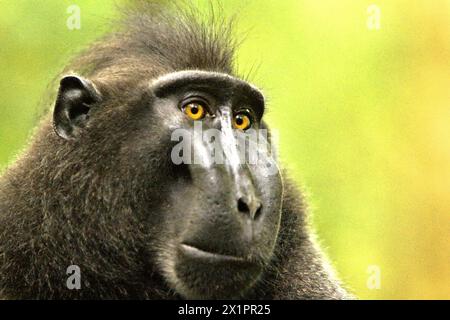 Portrait d'un macaque à crête (Macaca nigra) mâle alpha dans la forêt de Tangkoko, Sulawesi du Nord, Indonésie. Le changement climatique est l’un des principaux facteurs affectant la biodiversité dans le monde à un rythme alarmant, selon une équipe de scientifiques dirigée par Antonio Acini Vasquez-Aguilar dans leur document de recherche de mars 2024 publié sur environ Monit Assess. Cela pourrait modifier la répartition géographique des espèces, y compris les espèces qui dépendent grandement du couvert forestier, comme les primates, disent-ils, comme une autre équipe de scientifiques dirigée par Miriam Plaza Pinto avertit qu'environ un quart des primates se trouvent dans l'aire de répartition Banque D'Images