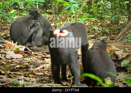 Un groupe de macaques à crête (Macaca nigra) ayant des interactions sociales dans la forêt de Tangkoko, Sulawesi du Nord, Indonésie. Le changement climatique est l’un des principaux facteurs affectant la biodiversité dans le monde à un rythme alarmant, selon une équipe de scientifiques dirigée par Antonio Acini Vasquez-Aguilar dans leur document de recherche publié pour la première fois dans le numéro de mars 2024 d’environ Monit Assess. « Cela pourrait modifier la répartition géographique des espèces, y compris les espèces qui dépendent grandement du couvert forestier », ont-ils écrit. En d'autres termes, le changement climatique peut réduire la pertinence de l'habitat des espèces de primates, ce qui pourrait forcer... Banque D'Images