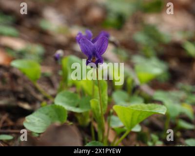 Image fermée de Wood Violet Banque D'Images