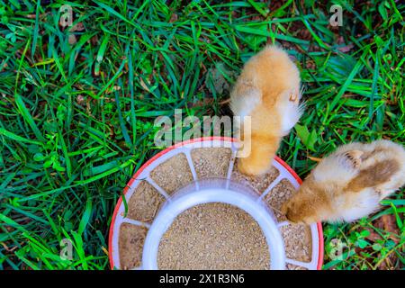 Mignons petits oiseaux poulets dans la ferme de campagne mangeant d'une mangeoire spéciale. Banque D'Images