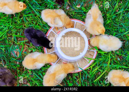 Les petits poulets mignons mangent d'une mangeoire spéciale dans la campagne. Banque D'Images