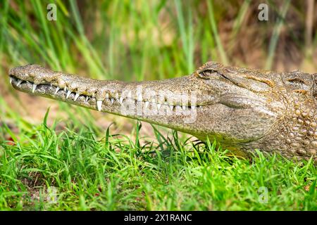 Le crocodile d'eau douce, également connu sous le nom de crocodile d'eau douce australien, crocodile de Johnstone ou le Fresh, est une espèce de crocodile endémique Banque D'Images