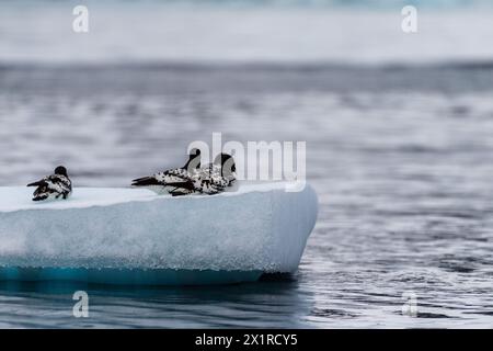 Gros plan de quatre Cape Petrels - Daption capense- reposant sur un iceberg près de l'île de Danco, sur la péninsule Antarctique Banque D'Images