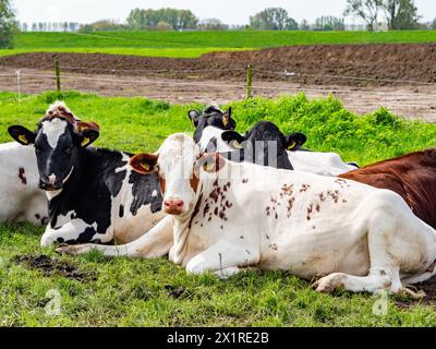 Beuningen, Gueldre, pays-Bas. 13 avril 2024. Un groupe de vaches est vu profiter du beau temps. La première moitié du printemps a été la plus chaude jamais enregistrée aux pays-Bas depuis le début des mesures de température en 1901. Trois records de chaleur quotidiens ont également été battus dans la première moitié du printemps. Mars 2024 a été la marche la plus chaude jamais enregistrée, avec une température moyenne de 9 degrés à la station météorologique nationale de de bit, par rapport à la moyenne de 6,5 degrés Celsius. (Crédit image : © Ana Fernandez/SOPA images via ZUMA Press Wire) USAGE ÉDITORIAL SEULEMENT! Non destiné à UN USAGE commercial ! Banque D'Images