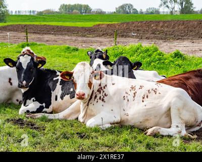 Beuningen, pays-Bas. 13 avril 2024. Un groupe de vaches est vu profiter du beau temps. La première moitié du printemps a été la plus chaude jamais enregistrée aux pays-Bas depuis le début des mesures de température en 1901. Trois records de chaleur quotidiens ont également été battus dans la première moitié du printemps. Mars 2024 a été la marche la plus chaude jamais enregistrée, avec une température moyenne de 9 degrés à la station météorologique nationale de de bit, par rapport à la moyenne de 6,5 degrés Celsius. Crédit : SOPA images Limited/Alamy Live News Banque D'Images