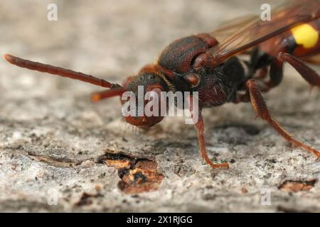 Gros plan coloré détaillé naturel sur une abeille coucou femelle Nomad rouge, Nomada assis haut sur une feuille verte Banque D'Images