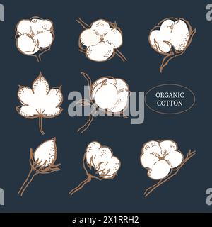 Vecteur dessiné à la main ensemble de branches de coton. Boutons de fleurs de coton dans un style élégant. L'art botanique isolé fond bleu ondark. A utiliser pour impression, affiche, s Banque D'Images