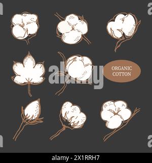 Vecteur dessiné à la main ensemble de branches de coton. Boutons de fleurs de coton dans un style gravé. Art botanique isolé sur fond gris. Utiliser pour imprimer, poster, sti Banque D'Images