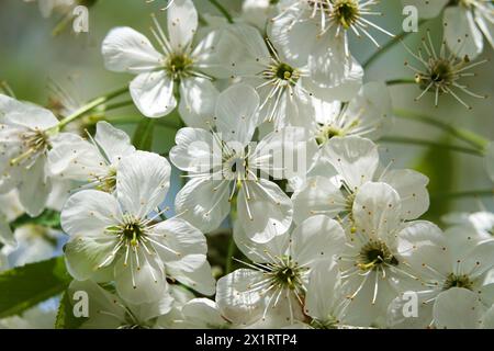 Les fleurs fleurissent sur les arbres fruitiers au printemps Banque D'Images