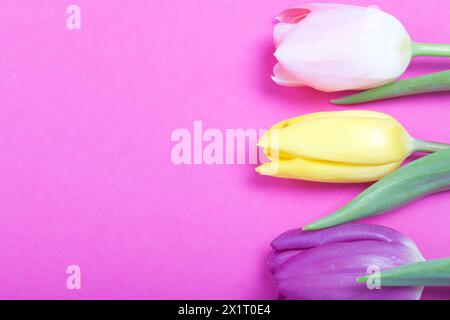 Fleurs printanières. Bouquet de tulipes de différentes couleurs sur fond de fuchsia. Banque D'Images