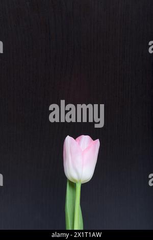 Fleurs printanières. Une tulipe rose sur un fond sombre. Banque D'Images