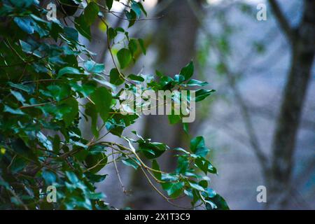 Des feuilles verdoyantes ornent les arbres, créant une canopée luxuriante dans l'étreinte sereine de la nature. Banque D'Images