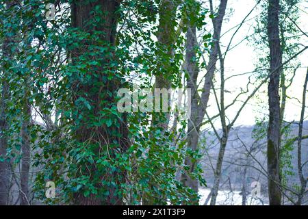 Des feuilles verdoyantes ornent les arbres, créant une canopée luxuriante dans l'étreinte sereine de la nature. Banque D'Images