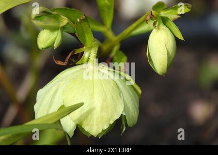 Fleurs hellebore sur un lit de fleurs Banque D'Images