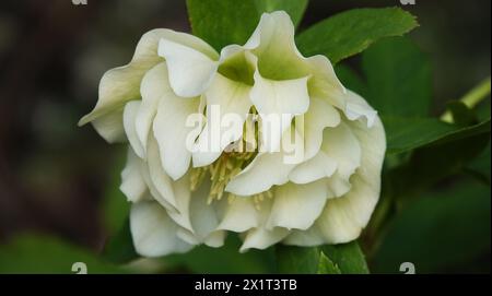 Fleurs hellebore sur un lit de fleurs Banque D'Images