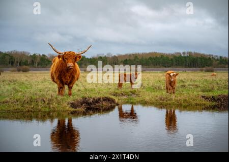 Mère de vache Highland avec ses deux petits veaux sur le marais salé avec lac en face et réflexion pendant la journée nuageuse à St. peter ording, mer du nord, ger Banque D'Images