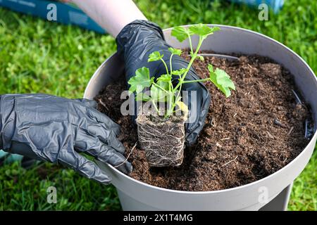 Une femme en gants transplante des fleurs de muscat dans un pot de fleurs. Belle herbe verte en arrière-plan. Banque D'Images