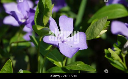 Fleurs de pervenches herbacées pendant la floraison au printemps Banque D'Images