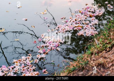 Fleur de Tabebuia rosea sur la surface de l'eau Banque D'Images