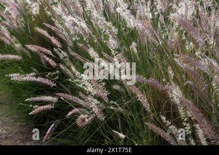 Fontaine miniature herbe (Pennisetum Setaceum) Muscat Oman Banque D'Images