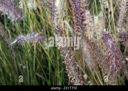 Fontaine miniature herbe (Pennisetum Setaceum) Muscat Oman Banque D'Images