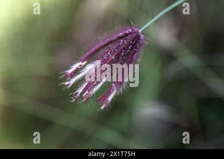 Gros plan de Chloris Barbata Finger Grass Mascat Oman Banque D'Images