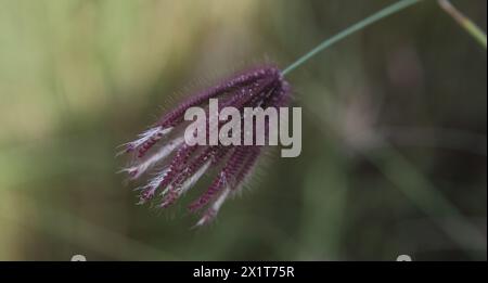 Gros plan de Chloris Barbata Finger Grass Mascat Oman Banque D'Images