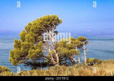 PIN dans la baie d'es Calo près de Betlem, île de Majorque, Espagne Banque D'Images