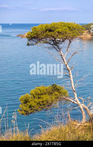 PIN dans la baie d'es Calo près de Betlem, île de Majorque, Espagne Banque D'Images