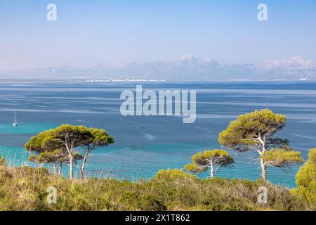 PIN dans la baie d'es Calo près de Betlem, île de Majorque, Espagne Banque D'Images