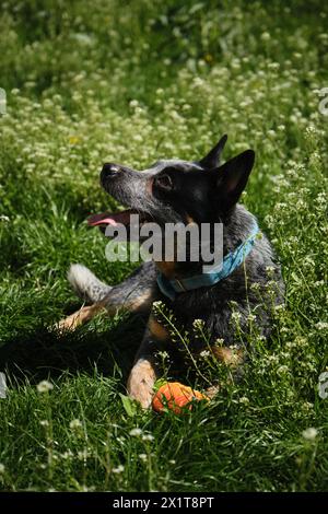 Portrait d'un chien de bétail australien dans un parc de printemps jouant avec la carotte jouet. Un heureux et beau chien de race pure à taches grises avec des joues rouges se trouve dans gre Banque D'Images