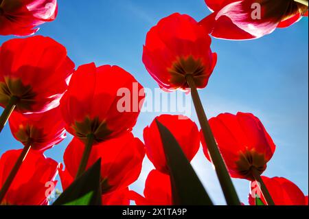 Étonnantes tulipes rouges contre le ciel bleu au printemps Banque D'Images