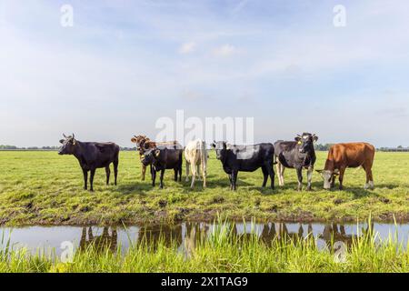 Empaquetez des vaches sur la rive d'un ruisseau, un groupe debout dans un paysage de terre plate et arrosez un horizon et un ciel bleu Banque D'Images
