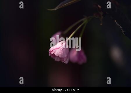 Plan macro de jeunes fleurs non ouvertes d'arbre de sakura dans un fond de faible luminosité Banque D'Images