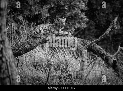 Un petit léopard est vu dans le delta de l'Okavango le 2024 janvier Banque D'Images