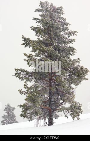 Arbres solitaires, blanchis par la chute de neige Banque D'Images