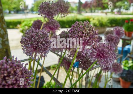 Fleurs mauves allium au centre avec un fond de jardin flou pour le festival d'été en juin San Juan Banque D'Images